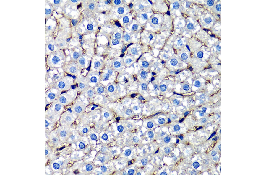 Immunohistochemistry - Anti-beta 2 Microglobulin Antibody (A92810) - Antibodies.com