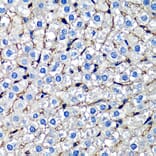 Immunohistochemistry - Anti-beta 2 Microglobulin Antibody (A92810) - Antibodies.com