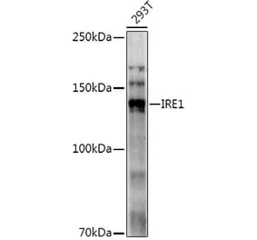 Western Blot - Anti-IRE1 Antibody (A92812) - Antibodies.com
