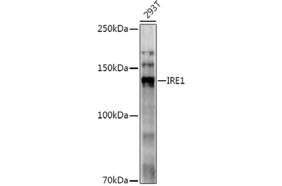 Western Blot - Anti-IRE1 Antibody (A92812) - Antibodies.com