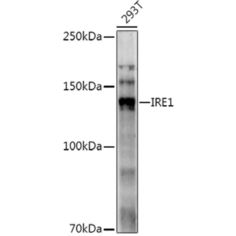 Western Blot - Anti-IRE1 Antibody (A92812) - Antibodies.com