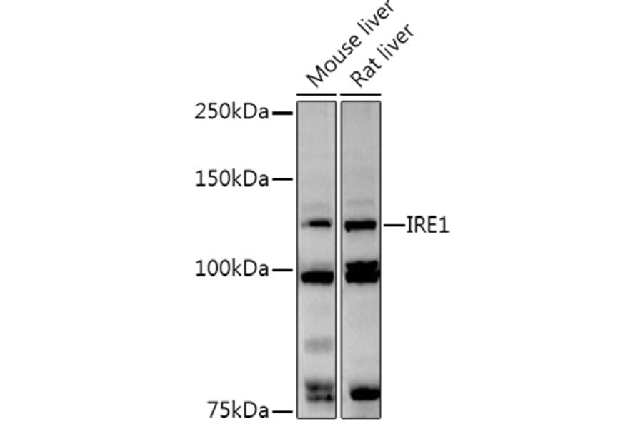 Western Blot - Anti-IRE1 Antibody (A92812) - Antibodies.com