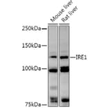 Western Blot - Anti-IRE1 Antibody (A92812) - Antibodies.com