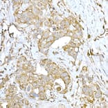 Immunohistochemistry - Anti-IRE1 Antibody (A92812) - Antibodies.com