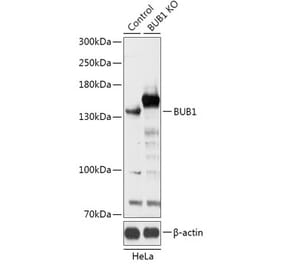 Western Blot - Anti-Bub1 Antibody (A92813) - Antibodies.com