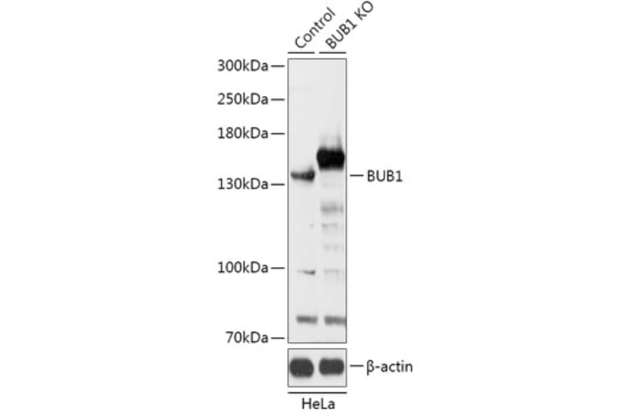 Western Blot - Anti-Bub1 Antibody (A92813) - Antibodies.com