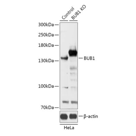 Western Blot - Anti-Bub1 Antibody (A92813) - Antibodies.com