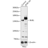 Western Blot - Anti-Bub1 Antibody (A92813) - Antibodies.com