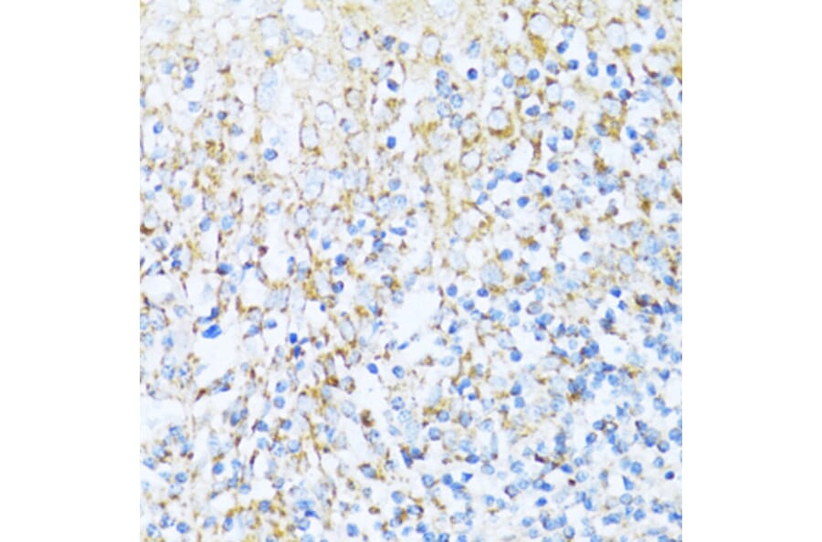 Immunohistochemistry - Anti-NDUFA5 Antibody (A92815) - Antibodies.com
