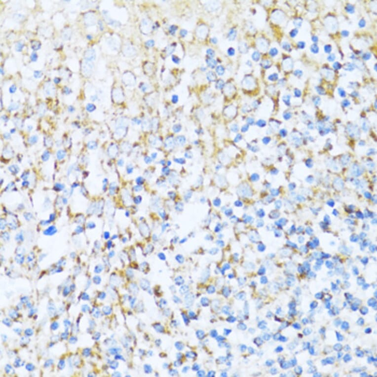 Immunohistochemistry - Anti-NDUFA5 Antibody (A92815) - Antibodies.com