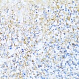 Immunohistochemistry - Anti-NDUFA5 Antibody (A92815) - Antibodies.com