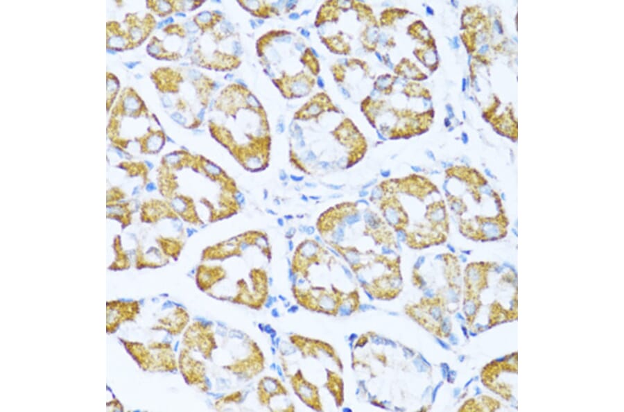 Immunohistochemistry - Anti-NDUFA5 Antibody (A92815) - Antibodies.com