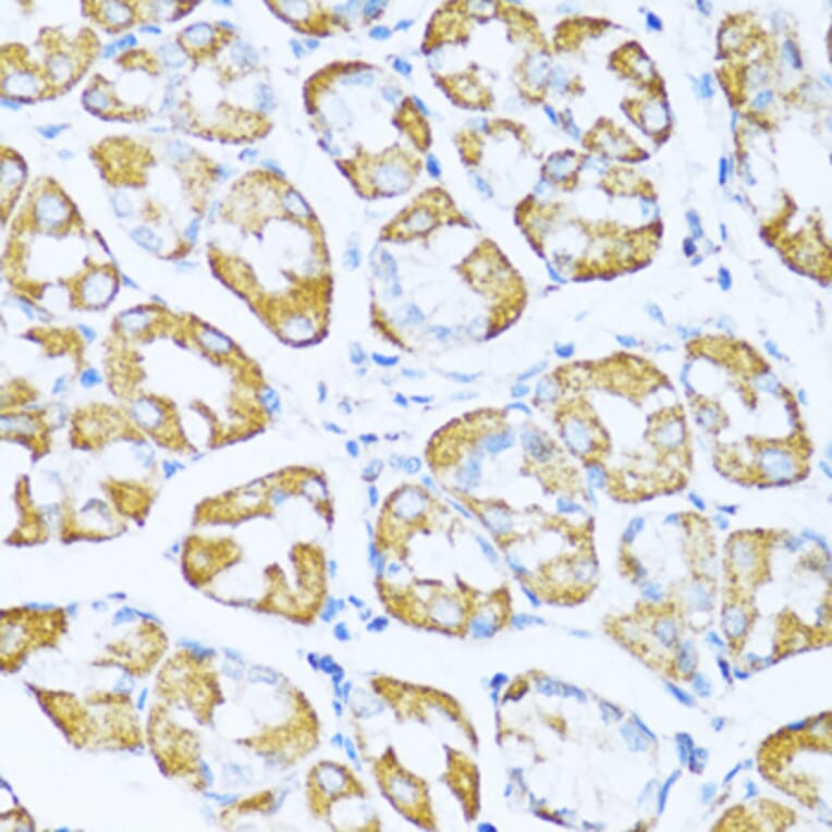 Immunohistochemistry - Anti-NDUFA5 Antibody (A92815) - Antibodies.com