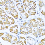 Immunohistochemistry - Anti-NDUFA5 Antibody (A92815) - Antibodies.com