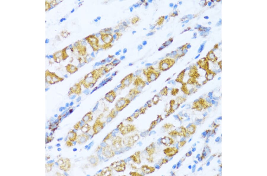 Immunohistochemistry - Anti-NDUFA5 Antibody (A92815) - Antibodies.com