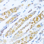 Immunohistochemistry - Anti-NDUFA5 Antibody (A92815) - Antibodies.com
