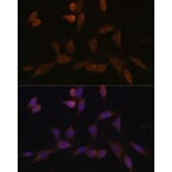Immunofluorescence - Anti-NDUFA5 Antibody (A92815) - Antibodies.com