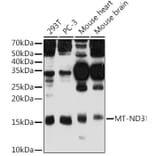 Western Blot - Anti-MT-ND3 Antibody (A92816) - Antibodies.com