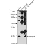 Western Blot - Anti-MT-ND3 Antibody (A92816) - Antibodies.com