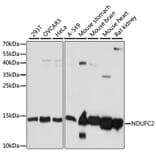 Western Blot - Anti-NDUFC2 Antibody (A92817) - Antibodies.com