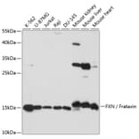 Western Blot - Anti-Frataxin Antibody (A92818) - Antibodies.com