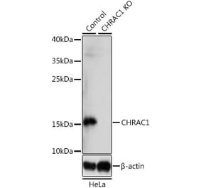 Western Blot - Anti-CHRAC1 Antibody (A92819) - Antibodies.com