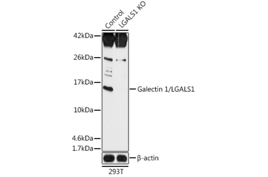 Western Blot - Anti-Galectin 1 Antibody (A92820) - Antibodies.com