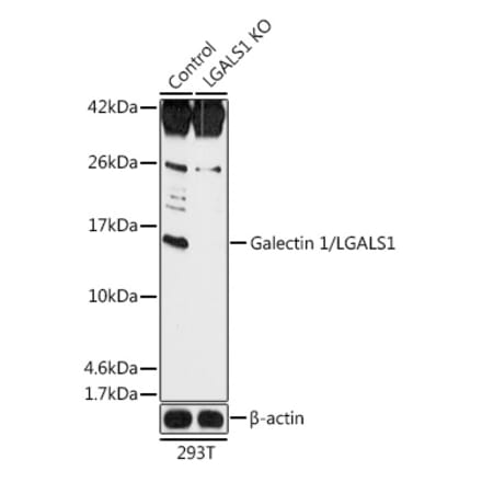 Western Blot - Anti-Galectin 1 Antibody (A92820) - Antibodies.com