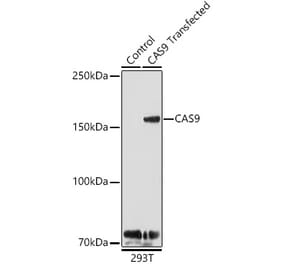 Western Blot - Anti-CRISPR-Cas9 Antibody (A92824) - Antibodies.com