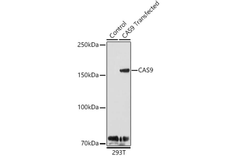 Western Blot - Anti-CRISPR-Cas9 Antibody (A92824) - Antibodies.com