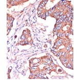 Immunohistochemistry - Anti-Fragilis Antibody (A92826) - Antibodies.com