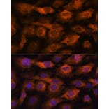 Immunofluorescence - Anti-Fragilis Antibody (A92826) - Antibodies.com