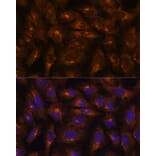 Immunofluorescence - Anti-Fragilis Antibody (A92826) - Antibodies.com