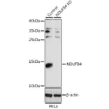 Western Blot - Anti-NDUFB4 Antibody (A92828) - Antibodies.com