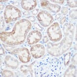 Immunohistochemistry - Anti-NDUFB4 Antibody (A92828) - Antibodies.com