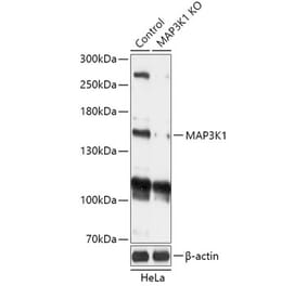 Western Blot - Anti-MAP3K1 Antibody (A92831) - Antibodies.com