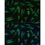 Immunofluorescence - Anti-GAPex 5 Antibody (A92832) - Antibodies.com