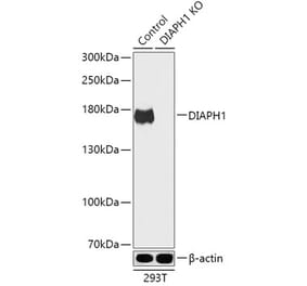 Western Blot - Anti-DIAPH1 Antibody (A92834) - Antibodies.com