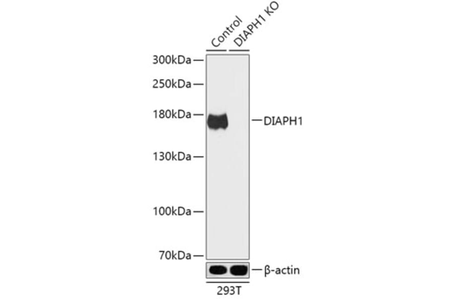 Western Blot - Anti-DIAPH1 Antibody (A92834) - Antibodies.com