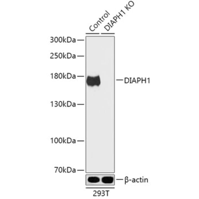 Western Blot - Anti-DIAPH1 Antibody (A92834) - Antibodies.com