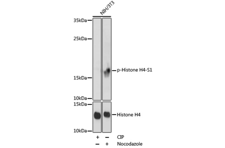 Western Blot - Anti-Histone H4 (phospho Ser1) Antibody (A92835) - Antibodies.com