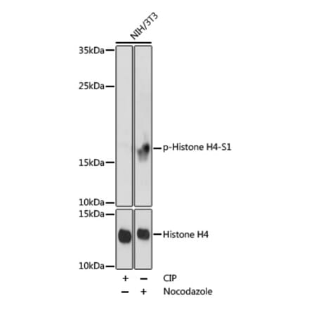 Western Blot - Anti-Histone H4 (phospho Ser1) Antibody (A92835) - Antibodies.com