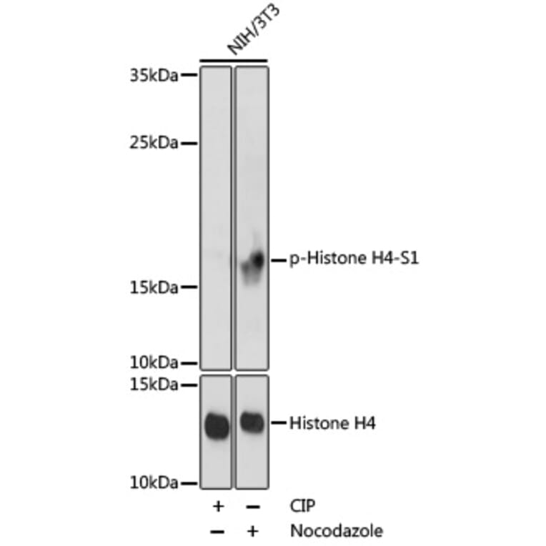 Western Blot - Anti-Histone H4 (phospho Ser1) Antibody (A92835) - Antibodies.com