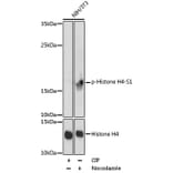 Western Blot - Anti-Histone H4 (phospho Ser1) Antibody (A92835) - Antibodies.com
