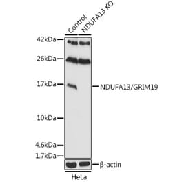 Western Blot - Anti-GRIM19 Antibody (A92836) - Antibodies.com