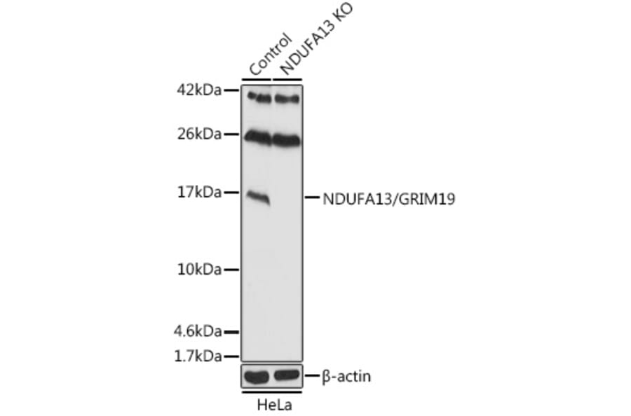 Western Blot - Anti-GRIM19 Antibody (A92836) - Antibodies.com