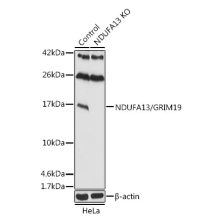 Western Blot - Anti-GRIM19 Antibody (A92836) - Antibodies.com