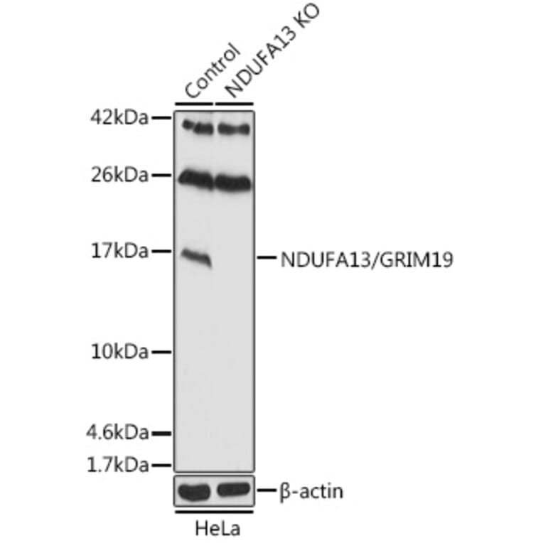 Western Blot - Anti-GRIM19 Antibody (A92836) - Antibodies.com