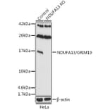 Western Blot - Anti-GRIM19 Antibody (A92836) - Antibodies.com