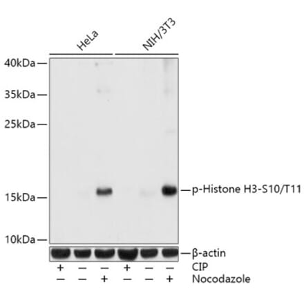 Western Blot - Anti-Histone H3 (phospho Ser10 + Thr11) Antibody (A92837) - Antibodies.com